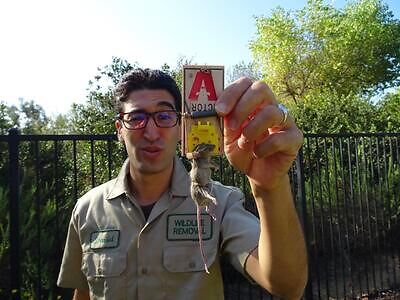 Atlanta rodent trapping