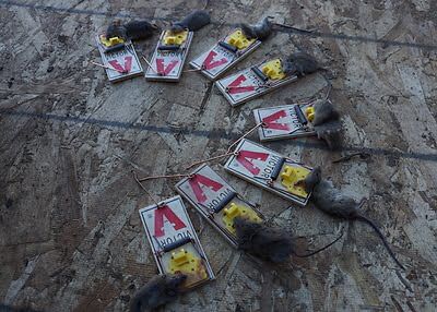 rodent trapping
