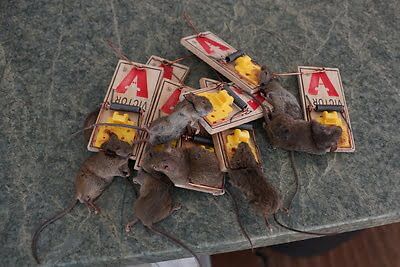 rodent trapping